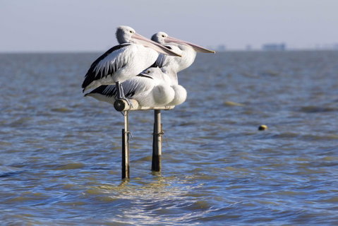 Pelican Perch Retreat - Accommodation Redcliffe 0