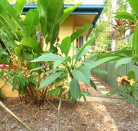 Rainforest Cottage Cairns - Accommodation Redcliffe