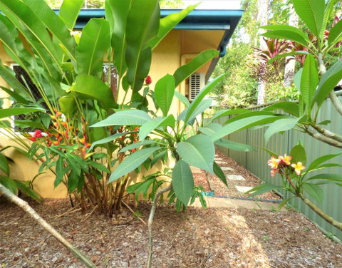 Rainforest Cottage Cairns - Accommodation Redcliffe 0