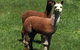 Raynella Alpaca Farmstay - thumb 3