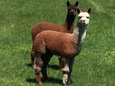 Raynella Alpaca Farmstay - Accommodation Redcliffe 3