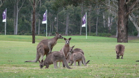 Riverside Oaks Golf Resort - Accommodation Redcliffe 3