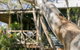 Scribbly Gum - thumb 1