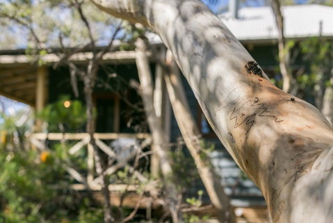 Scribbly Gum - Accommodation Redcliffe 1