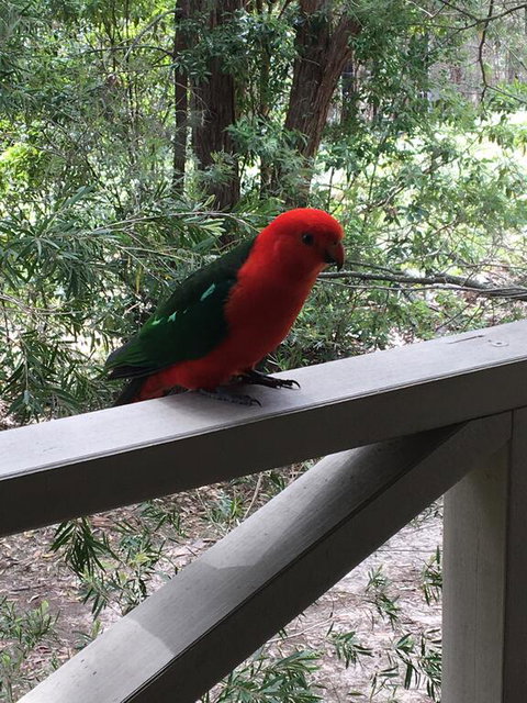 Sea Nest - Accommodation Redcliffe 1