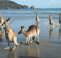 Seaforth Holiday Units - Accommodation Redcliffe