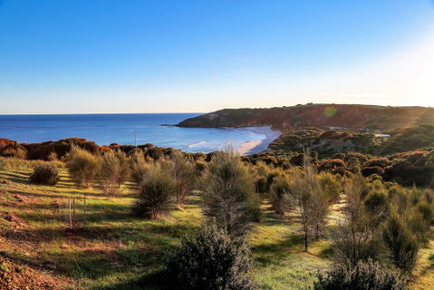 Sheoaks - Accommodation Redcliffe 1