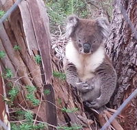 Stringybark Hills Retreat - Accommodation Redcliffe