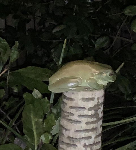 Studio With Stunning Mountain Views - Accommodation Redcliffe 3