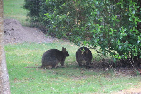 Tamar Valley Farm Stay - Accommodation Redcliffe 1