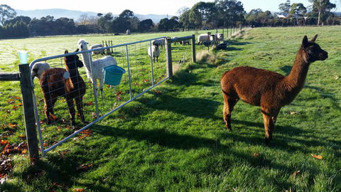 Tamar Valley Farm Stay - Accommodation Redcliffe 2