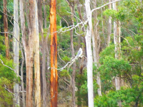 Quamby Pines Chalet - Accommodation Redcliffe 11