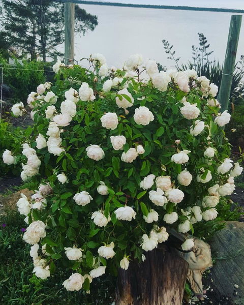 AppleBay Guest House - Accommodation Redcliffe 29