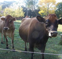 Drumreagh Bed  Breakfast Cabins - Accommodation Redcliffe