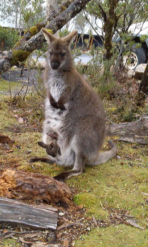 Cradle Mountain Wilderness Village - Accommodation Redcliffe 33