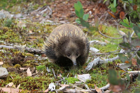 Cradle Mountain Wilderness Village - Accommodation Redcliffe 34