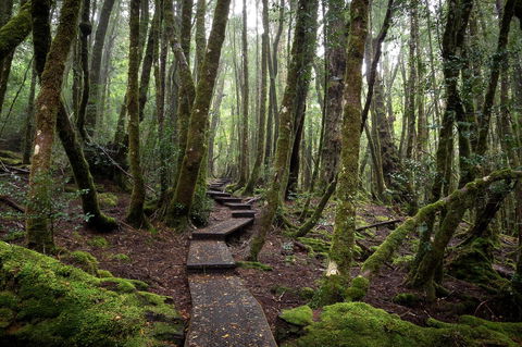 Peppers Cradle Mountain Lodge - Accommodation Redcliffe 25
