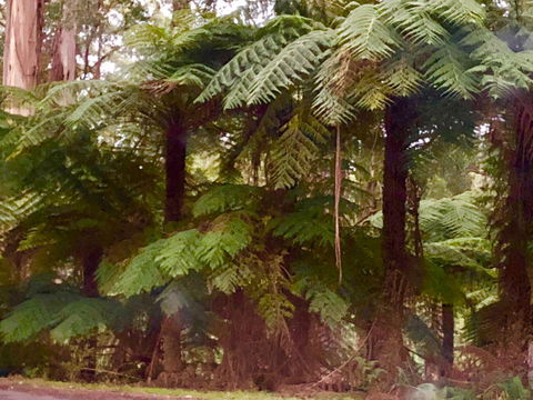 One Tree Hill Wilson Prom And Ocean Views - Accommodation Redcliffe 16