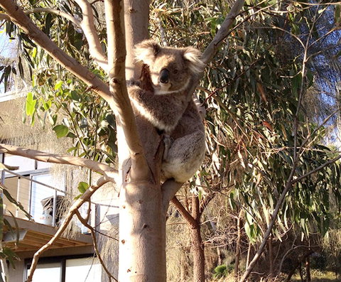 Apollos View Accommodation - Accommodation Redcliffe 22