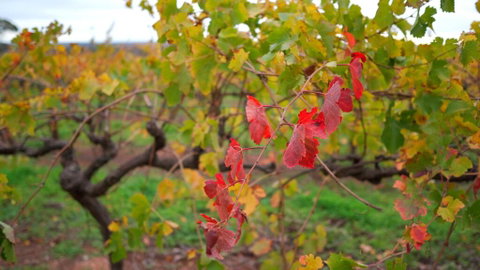 Triple Creek Guest House - Barossa Region - Accommodation Redcliffe 3