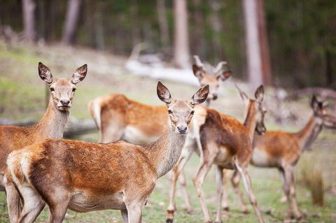 Villa Cervi Property - Accommodation Redcliffe 0