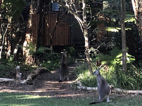Wanderers Retreat - Accommodation Redcliffe 2