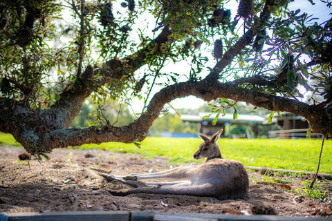 Waterfall Springs Retreat - Accommodation Redcliffe 1