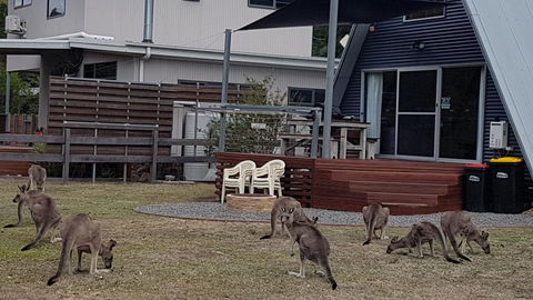 The A-Frame - Accommodation Redcliffe 3