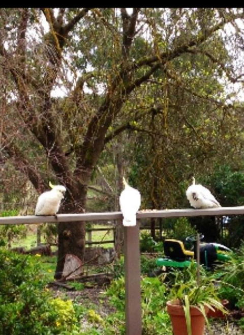 Australian Home Away @ Wonga Park Brushy Creek - Accommodation Redcliffe 20