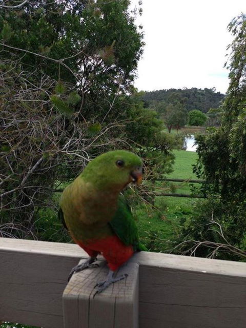 Australian Home Away @ Wonga Park Brushy Creek - Accommodation Redcliffe 18