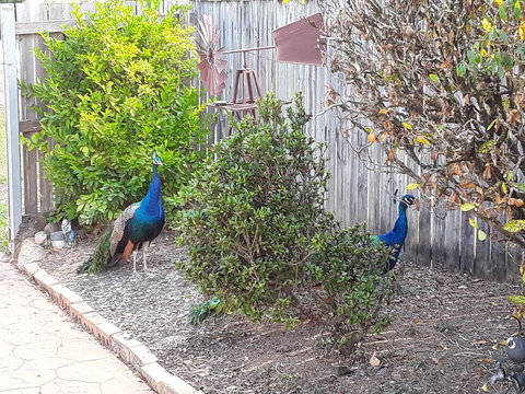 The Peacocks Nest - Accommodation Redcliffe 42