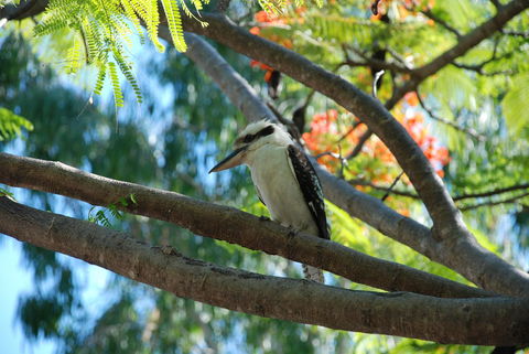 Sanctuary Palm Cove - Accommodation Redcliffe 7