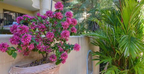 Villa San Michele (Official) - Accommodation Redcliffe 4