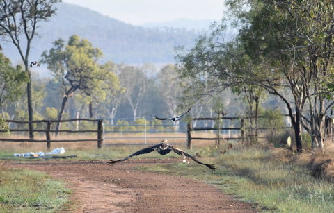 Ironbark House - Accommodation Redcliffe 9
