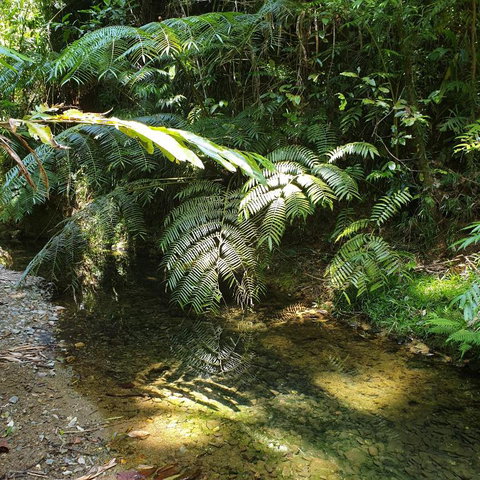A Daintree Garden - Accommodation Redcliffe 4