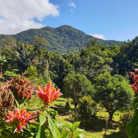 A Daintree Garden - Accommodation Redcliffe 2