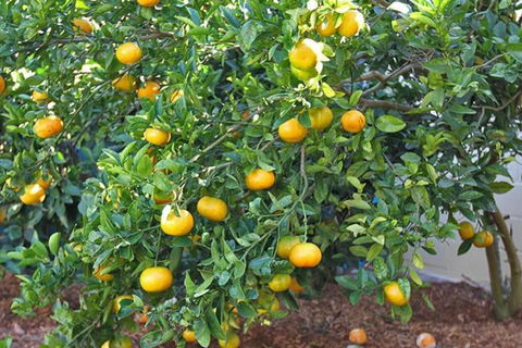 A LITTLE GREY SHACK - Accommodation Redcliffe 4