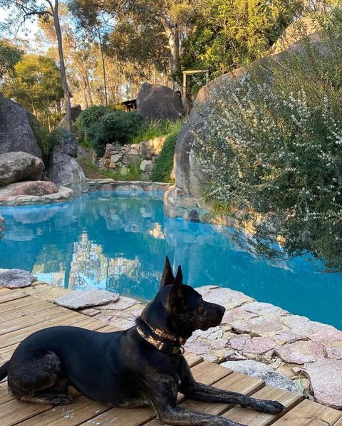 A Paradise For Dogs And A Magical Retreat For Hoomans - Accommodation Redcliffe 4