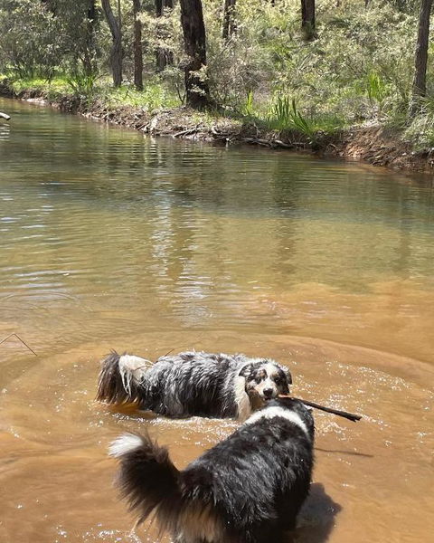 A Paradise For Dogs And A Magical Retreat For Hoomans - Accommodation Redcliffe 2