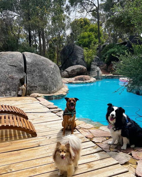 A Paradise For Dogs And A Magical Retreat For Hoomans - Accommodation Redcliffe 1