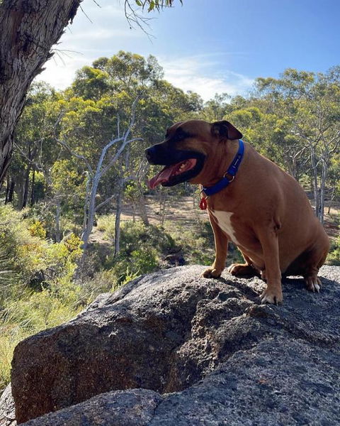 A Paradise For Dogs And A Magical Retreat For Hoomans - Accommodation Redcliffe 3