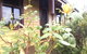 Albion Cottage - thumb 0