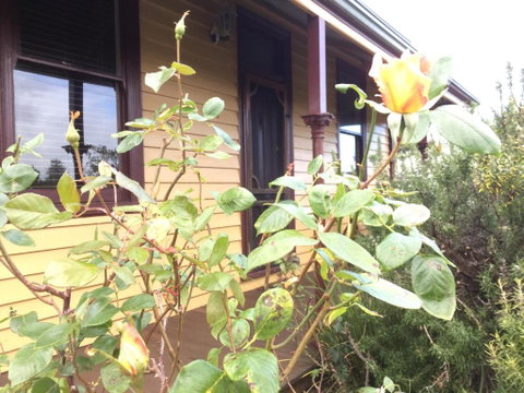 Albion Cottage - Accommodation Redcliffe 0