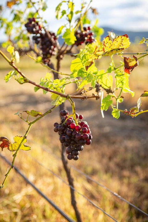 Among The Vines - Accommodation Redcliffe 3