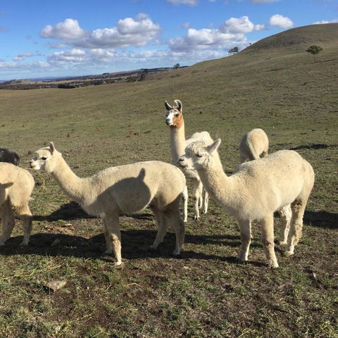 GOULBURN ALPACA FARM STAY - Accommodation Redcliffe 0