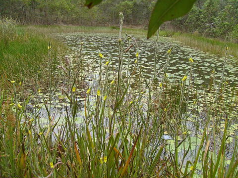 Back To The Bush - Accommodation Redcliffe 3