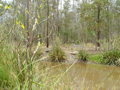 Back To The Bush - Accommodation Redcliffe 2