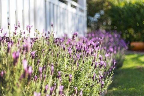 BIRCHES B&B - Accommodation Redcliffe 3