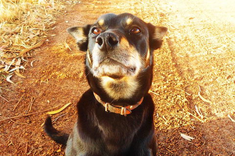 Perth Kids Explorer (Private) Day Tour - Accommodation Redcliffe 0