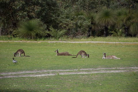 Yanchep & Lancelin - Wildlife, Cave And Sands - Accommodation Redcliffe 0